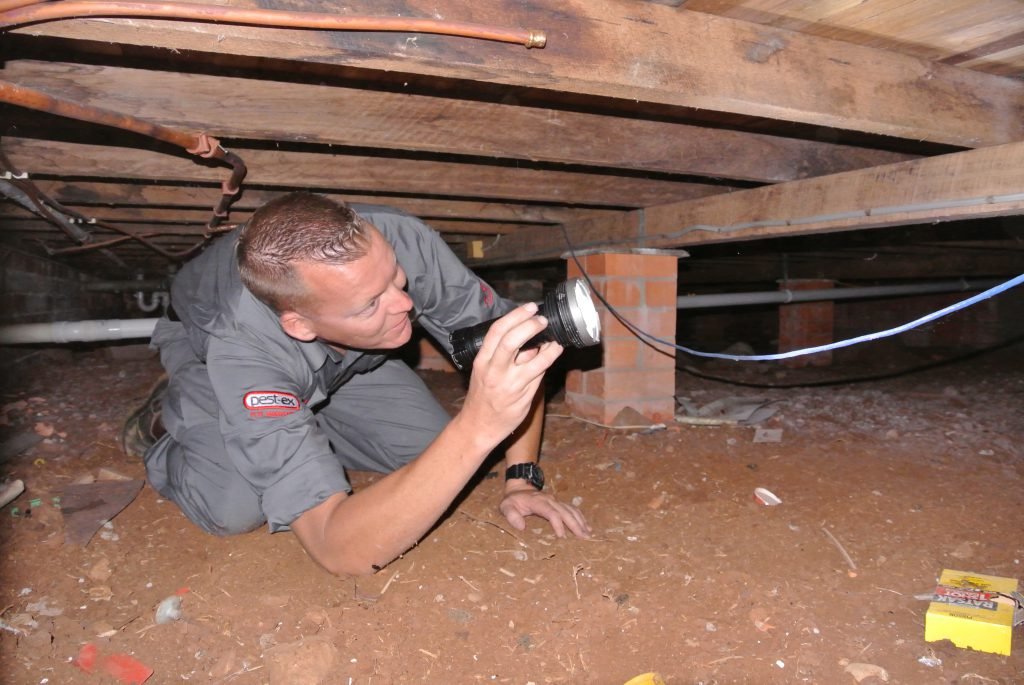 Termite Inspection Cranbourn